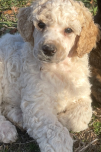 Comet - Apricot and Cream Boy