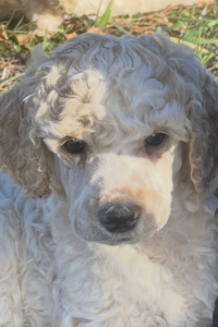 Comet - Lively and Playful