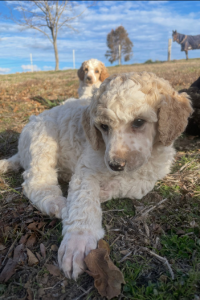 Comet - Outgoing and Friendly