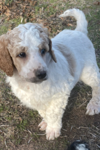 Cosmos - Apricot and Cream Boy