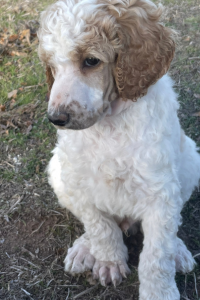 Cosmos - Calm Personality