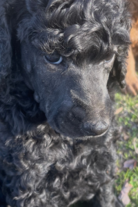 Mystic - Gentle and Loving