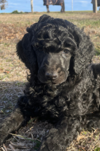 Mystic - Loyal Companion