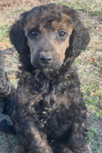 Nova - Intelligent and Sweet